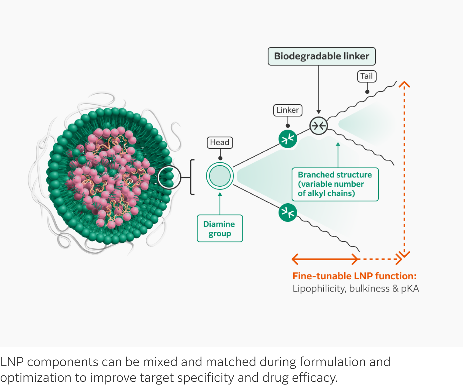 Fujifilm’s proprietary ionizable lipids are amphiphilic molecules with a polar diamine head group, a hydrophobic tail region, and a biodegradable linker between the two. Mixing and matching these different components can fine-tune the lipophilicity, bulkiness, and pKa of the nanoparticle. 