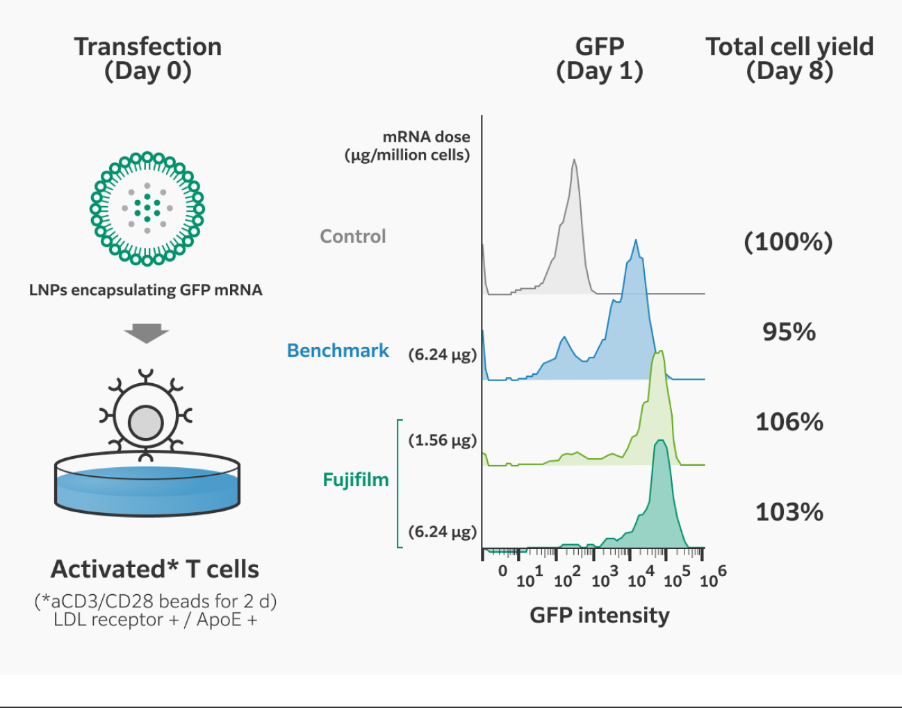 FUJIFILM LNP results in improved transfection of GFP mRNA into activated T cells compared to benchmark. Total cell yield on day 8 was 103% and 106% for Fujifilm LNP at 6.24 μg and 1.56 μg per million cells, respectively, compared to 95% for benchmark at 6.24 μg per million cells. 