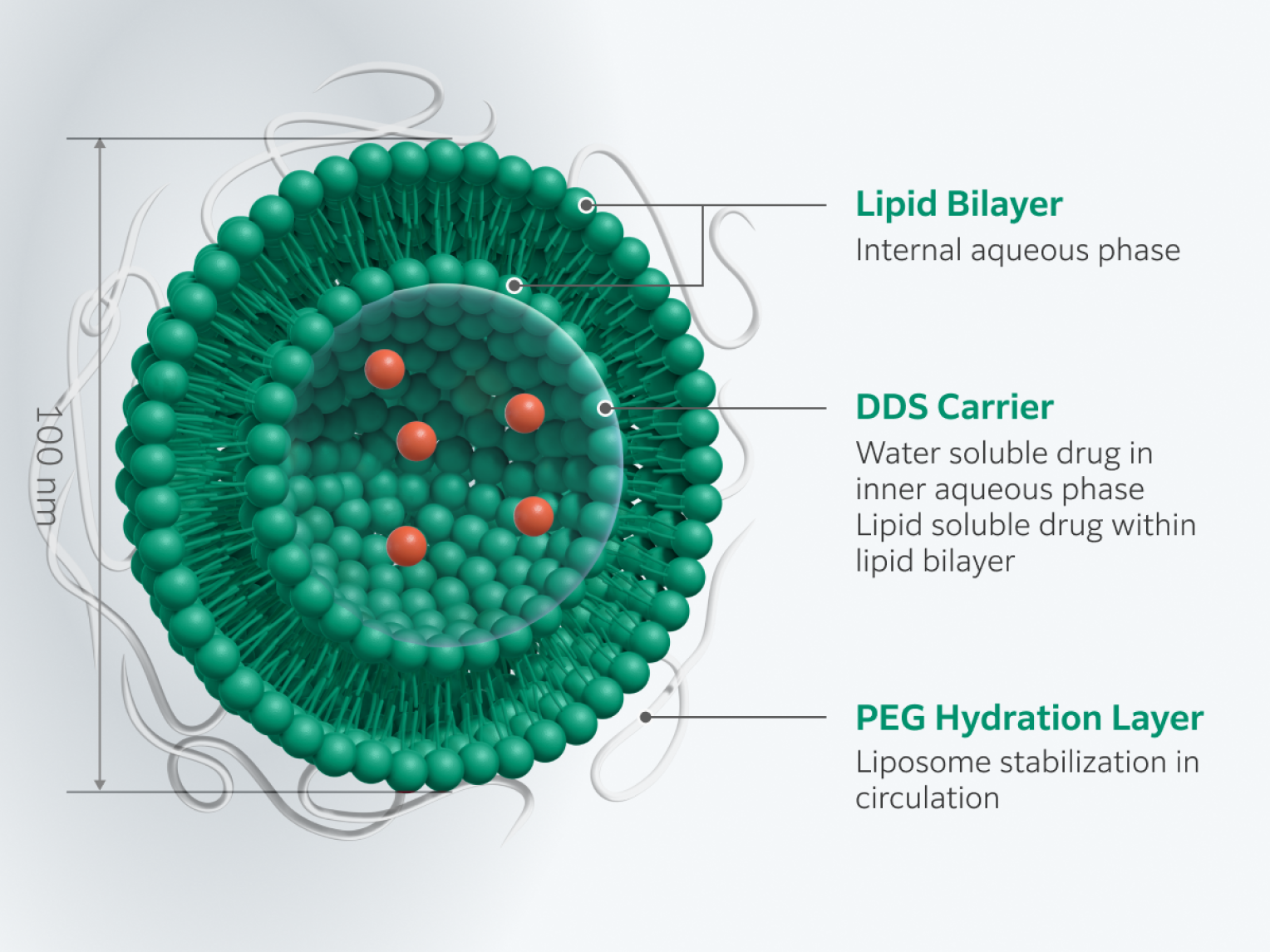 Liposome particles consist of a lipid bilayer enclosing an aqueous core. As drug delivery systems, liposomes can encapsulate  water soluble drugs in the internal aqueous phase, and lipid soluble drugs within the lipid bilayer. Fujifilm’s proprietary liposomes are typically 100 nm in diameter, and are coated with an outer PEG hydration layer that enhances particle stability in circulation.