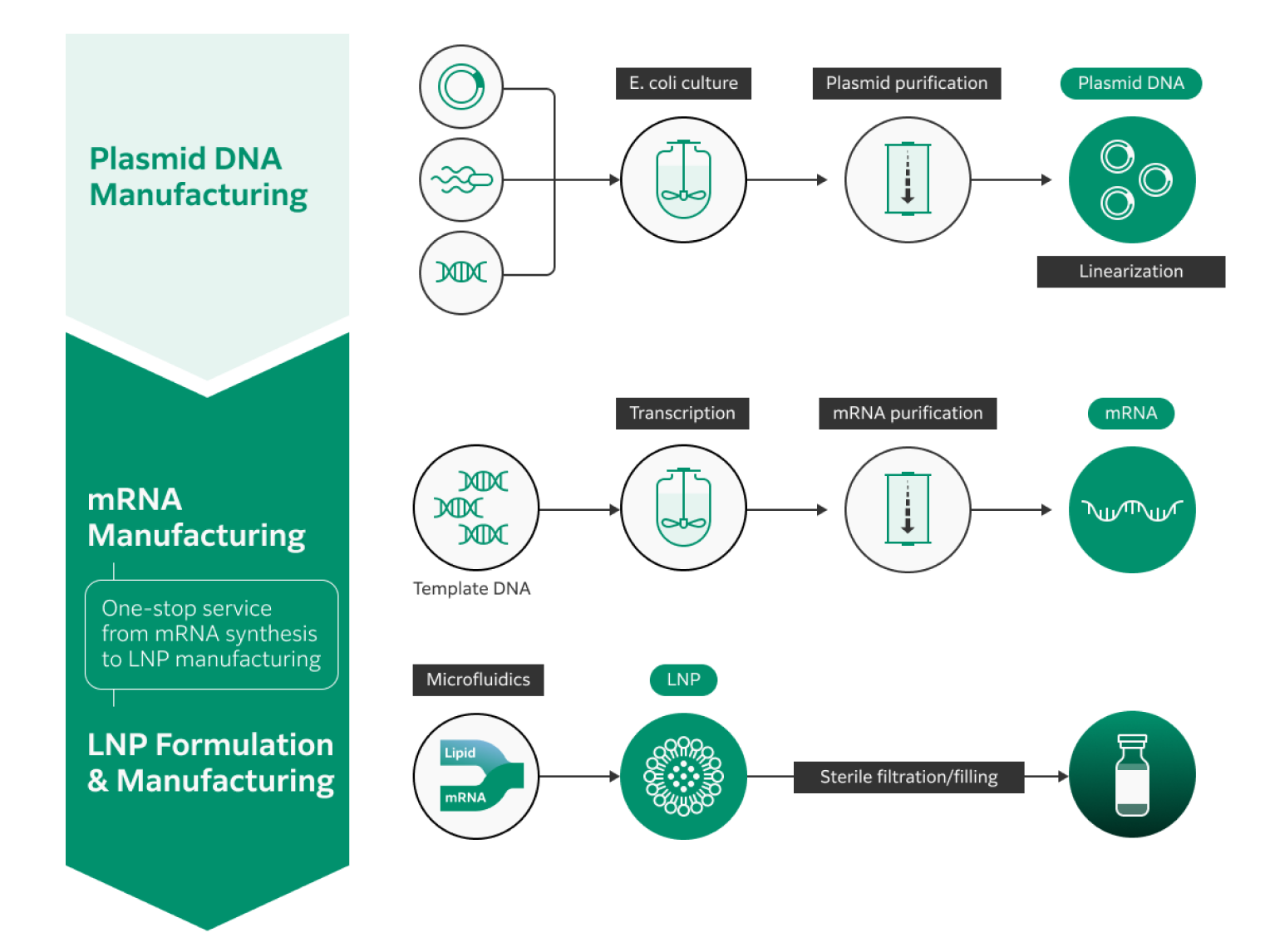 One-stop service from plasmid DNA manufacturing and mRNA manufacturing to LNP formulation, encapsulation, and sterile filtration/filling is available. 