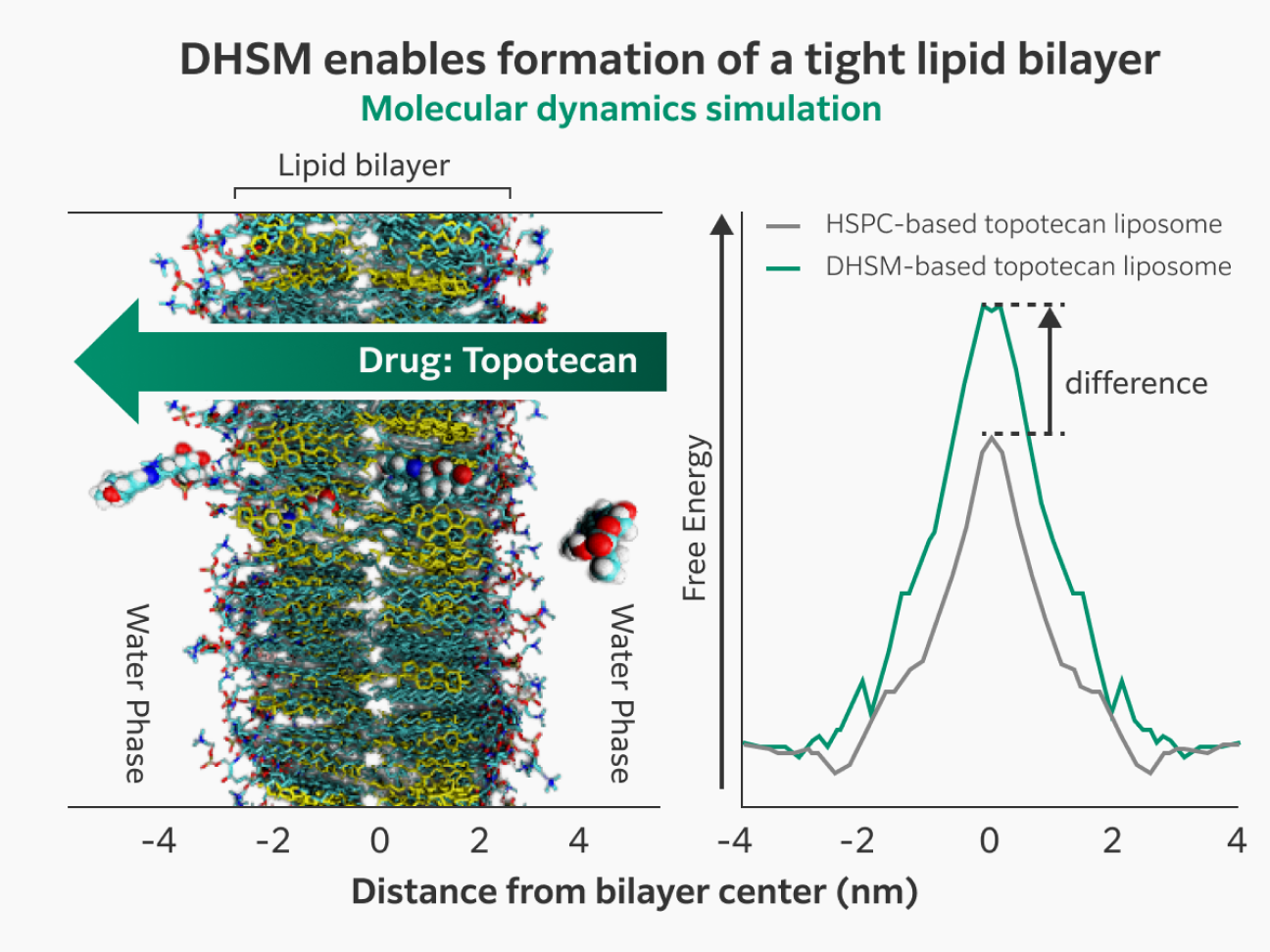 Molecular Dynamics simulations show that the lipid bilayer in DHSM-based liposomes has a higher free energy barrier than that of HSPC-based liposomes, enabling formation of a tighter bilayer. 