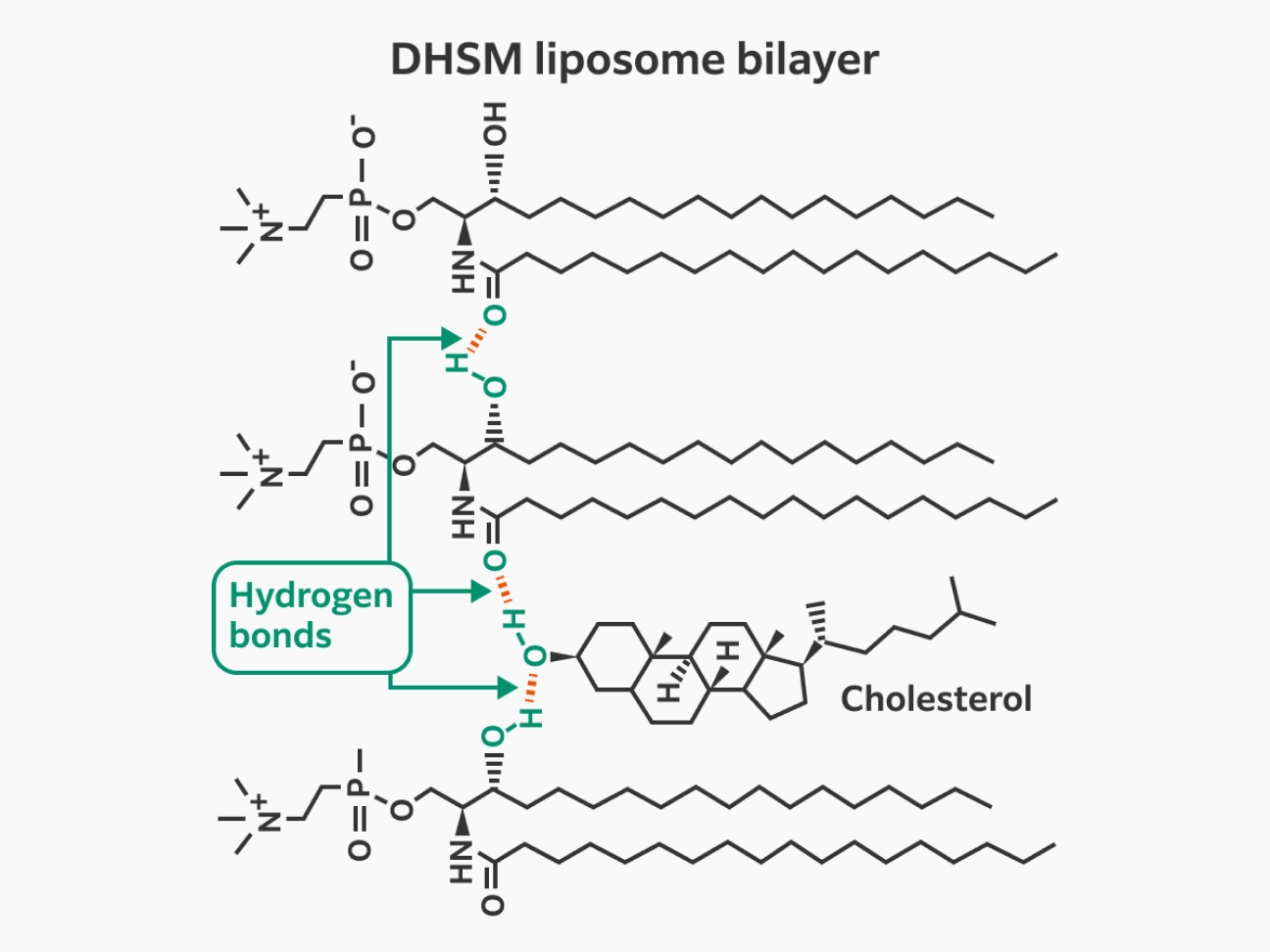 Intra- and intermolecular hydrogen bonds in DHSM liposomes provide higher stability and sustained drug delivery.