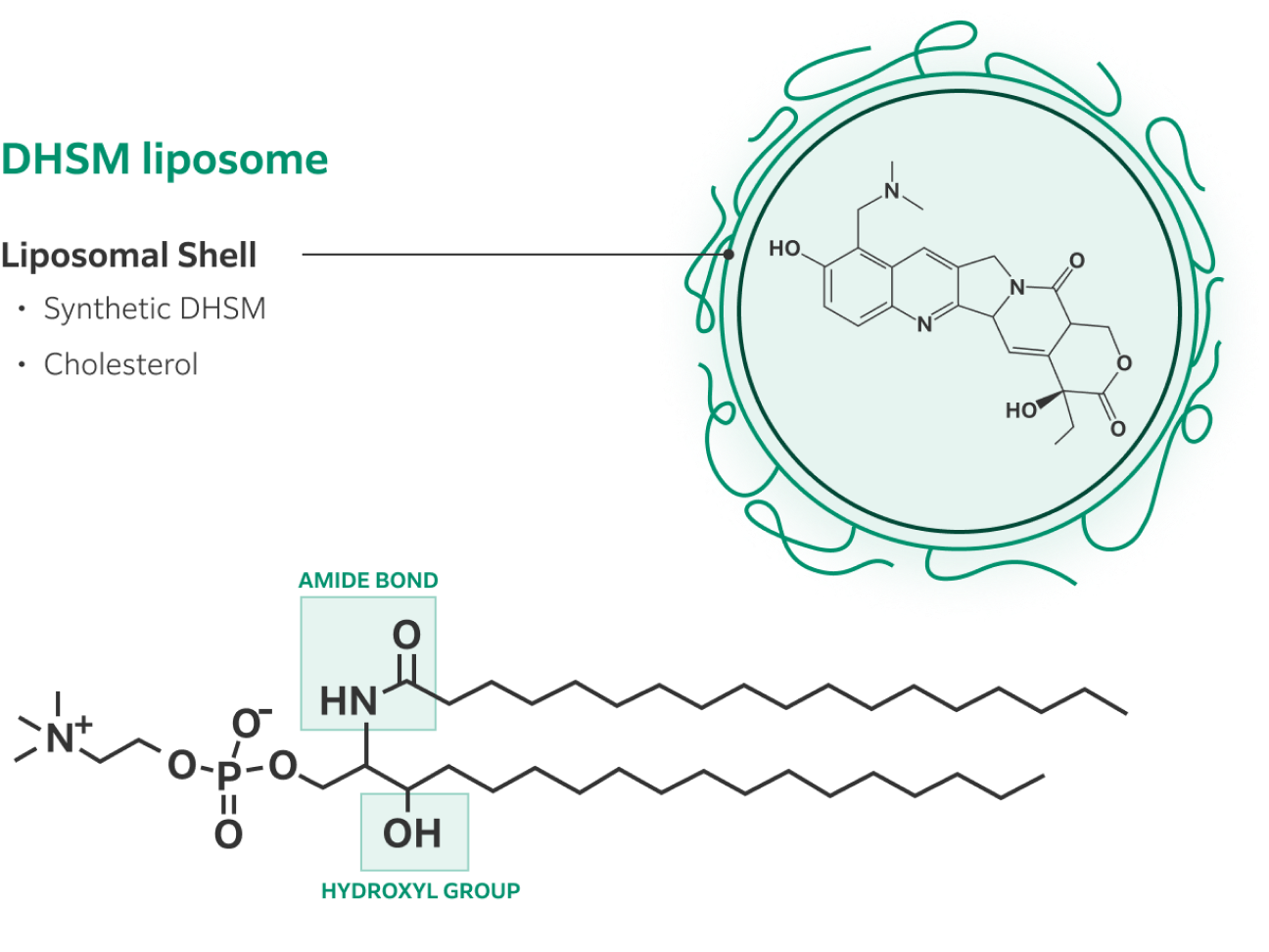 DHSM liposomes are more stable and form tighter bilayers due to the presence of a non-hydrolyzable amide bond and hydroxyl groups.