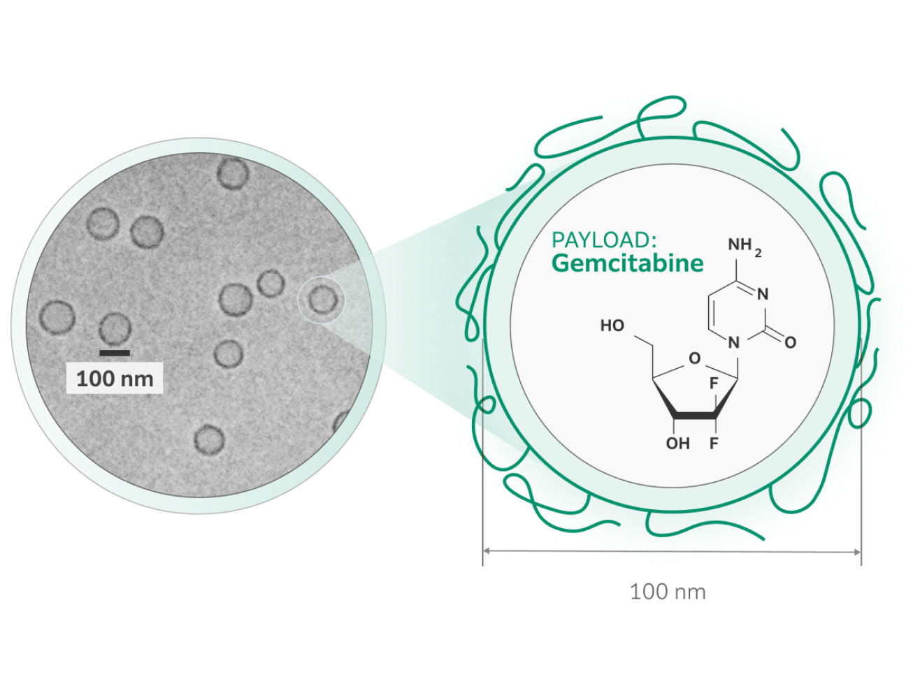 Electron microscopy of DHSM-encapsulated gemcitabine (FF-10832) provides qualitative information about structural morphology and particle size distribution.