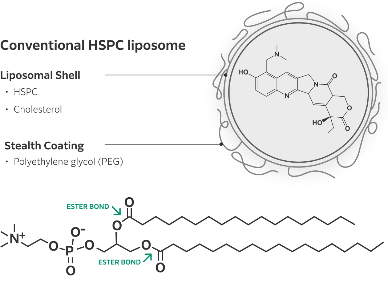 HSPC phospholipids used in conventional liposomes contain 2 ester bonds.