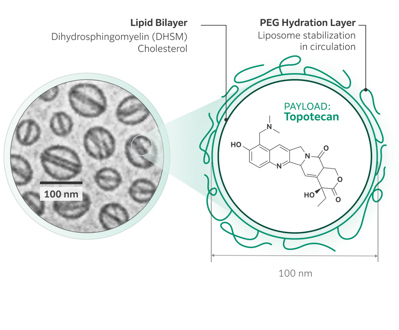 Electron microscopy of DHSM-encapsulated topotecan (FF-10850) provides qualitative information about structural morphology and particle size distribution.