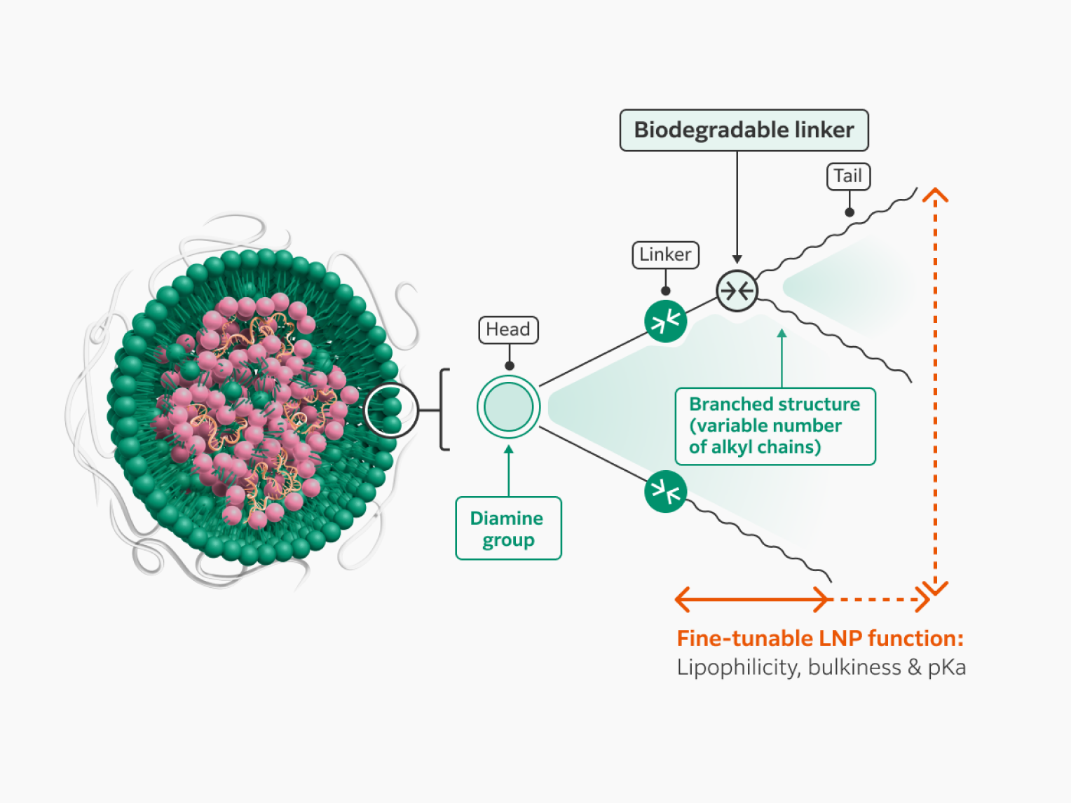 Fujifilm’s proprietary ionizable lipids are amphiphilic molecules with a polar diamine head group, a hydrophobic tail region, and a biodegradable linker between the two. Mixing and matching these different components can fine-tune the lipophilicity, bulkiness, and pKa of the nanoparticle. 