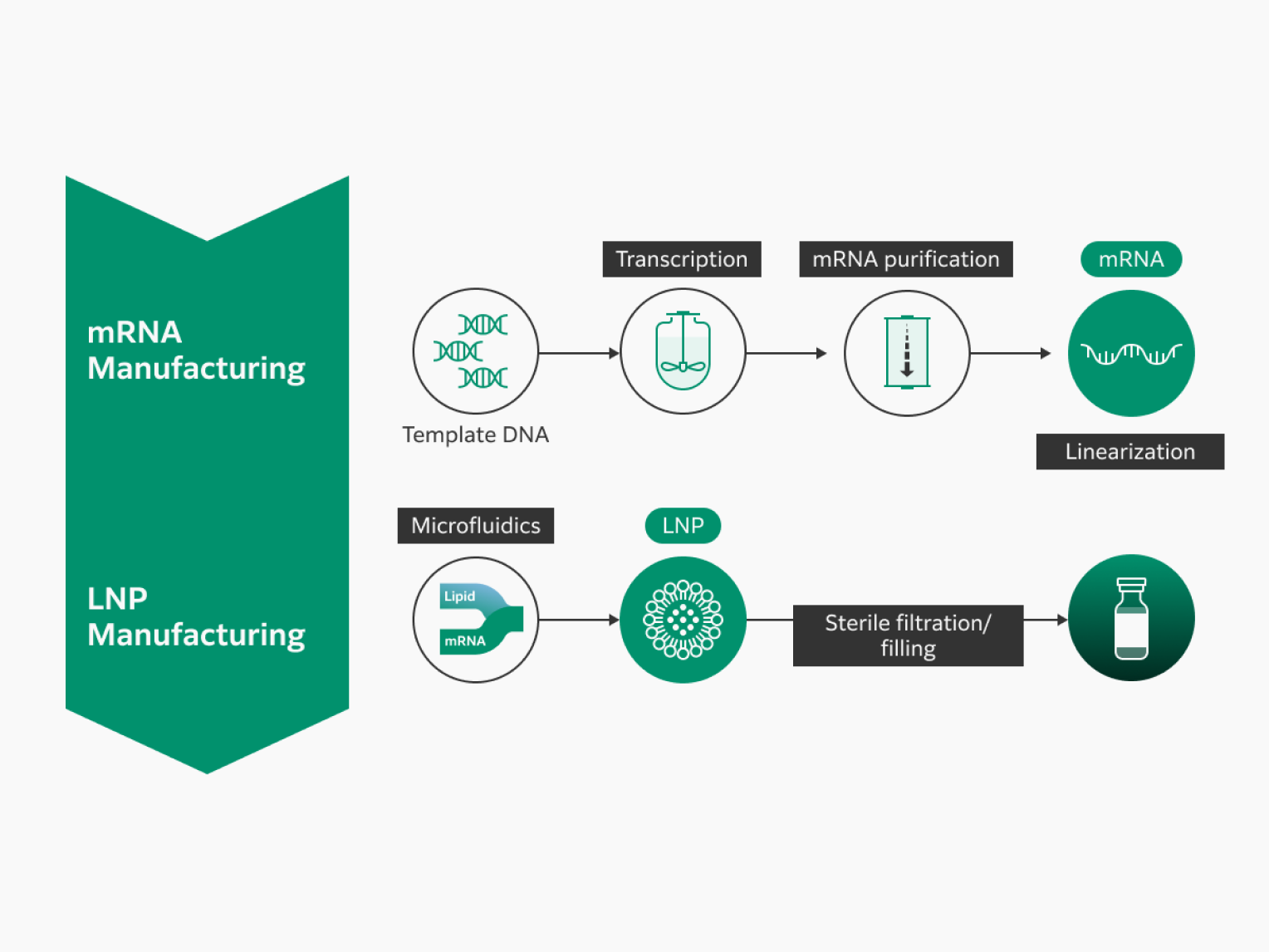 One-stop service from plasmid DNA manufacturing and mRNA manufacturing to LNP formulation, encapsulation, and sterile filtration/filling is available.